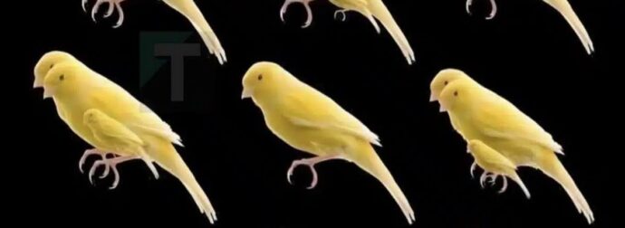 Πόσα πουλιά υπάρχουν σε αυτή την φωτογραφία;