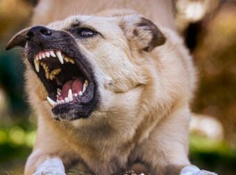 Δραματικές ώρες στην Κρήτη: Δύο μικρά παιδιά στη ΜΕΘ μετά από επίθεση σκύλου και σοβαρό ατύχημα σε πισίνα