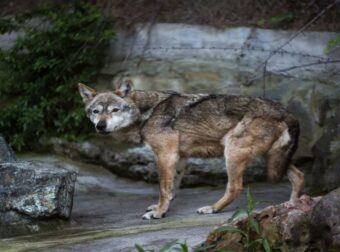 Λύκος άρπαξε νήπιο σε ζωολογικό κήπο ενώ οι γονείς έπαιζαν με τα κινητά τους σε παγκάκι (video)
