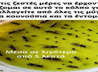 Βάλτε τέλος στα ενοχλητικά έντομα με αυτό το κόλπο που θα κάνετε μόνοι σας