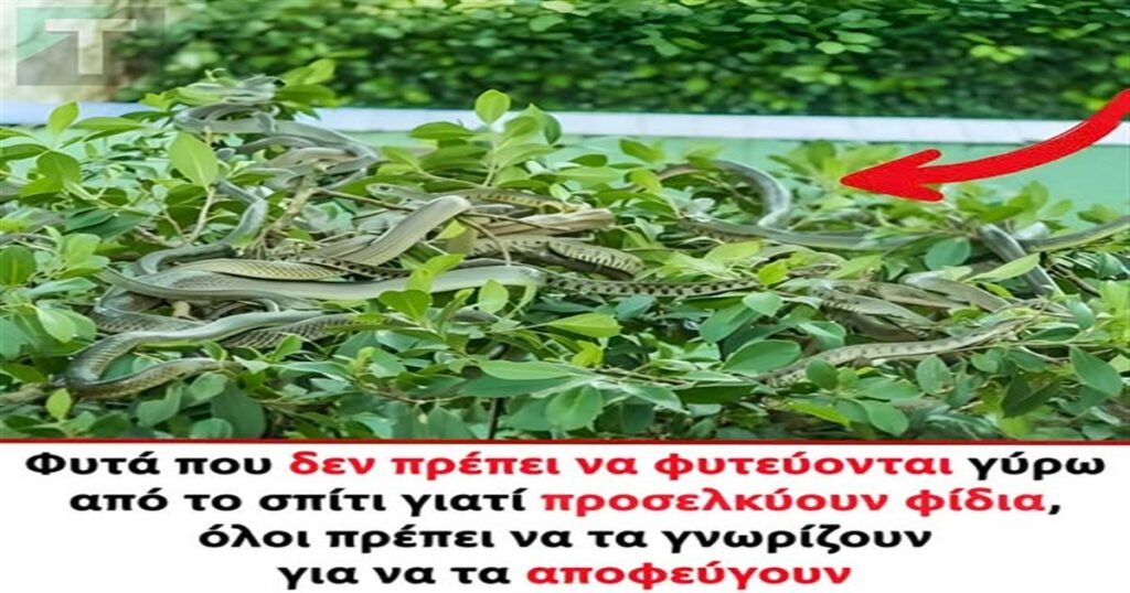 Φυτά που δεν πρέπει να φυτεύονται γύρω από το σπίτι γιατί προσελκύουν φίδια, όλοι πρέπει να τα γνωρίζουν για να τα αποφεύγουν