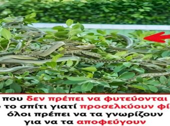 Φυτά που δεν πρέπει να φυτεύονται γύρω από το σπίτι γιατί προσελκύουν φίδια, όλοι πρέπει να τα γνωρίζουν για να τα αποφεύγουν