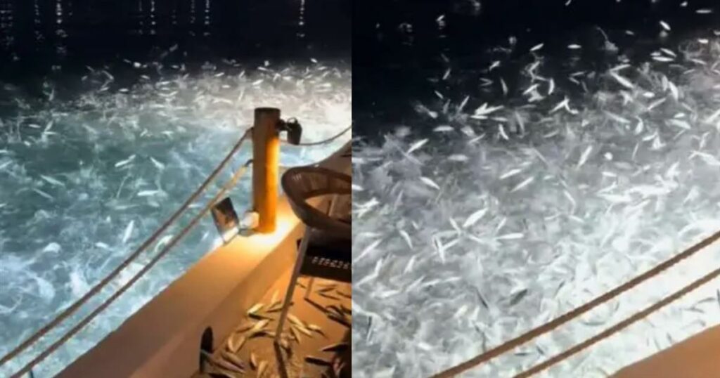Χαμός σε πασίγνωστο εστιατόριο παραλιακής, εκεί που έτρωγαν οι πελάτες τα ψάρια «τρελάθηκαν» κι άρχισαν να πηδάνε από το νερό… πάνω τους
