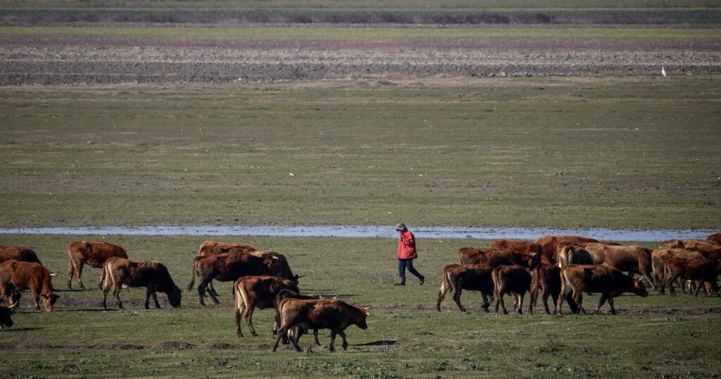 Διάλογοι με ιδιώτες στα Ζωνιανά «καίνε» τον πρόεδρο του ΟΠΕΚΕΠΕ – «Δεν είναι 147 άτομα, είναι 400 ψήφοι»