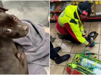Πυροσβέστες έσωσαν κουταβάκι που ήταν εγκλωβισμένο μέσα σε φλεγόμενο αυτοκίνητο!