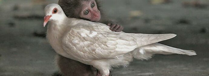 Τα ζώα είναι ό,τι μας απέμεινε από τον παράδεισο