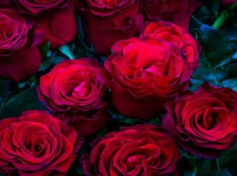 Αν σας πήραν λουλούδια, χθες, του Αγίου Βαλεντίνου… βγάλτε τα αμέσως στο μπαλκόνι: Αν δείτε τι τοξικό έχουν πάνω, θα «μείνετε»