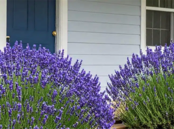 12 κορυφαία πολυετή ανθοφόρα φυτά που ανθίζουν ακόμα κι αν δεν τα φροντίζετε