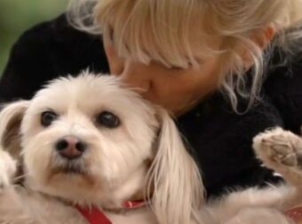 Μυρτώ Αλικάκη για την κακοποίηση της σκυλίτσας της: «Είχε βιαστεί από μεγάλα σκυλιά»