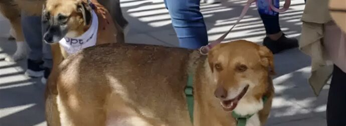 Επαναπατρισμοί από τη Μέση Ανατολή: Ειδική πτήση από το Ντουμπάι για πολίτες με κατοικίδια