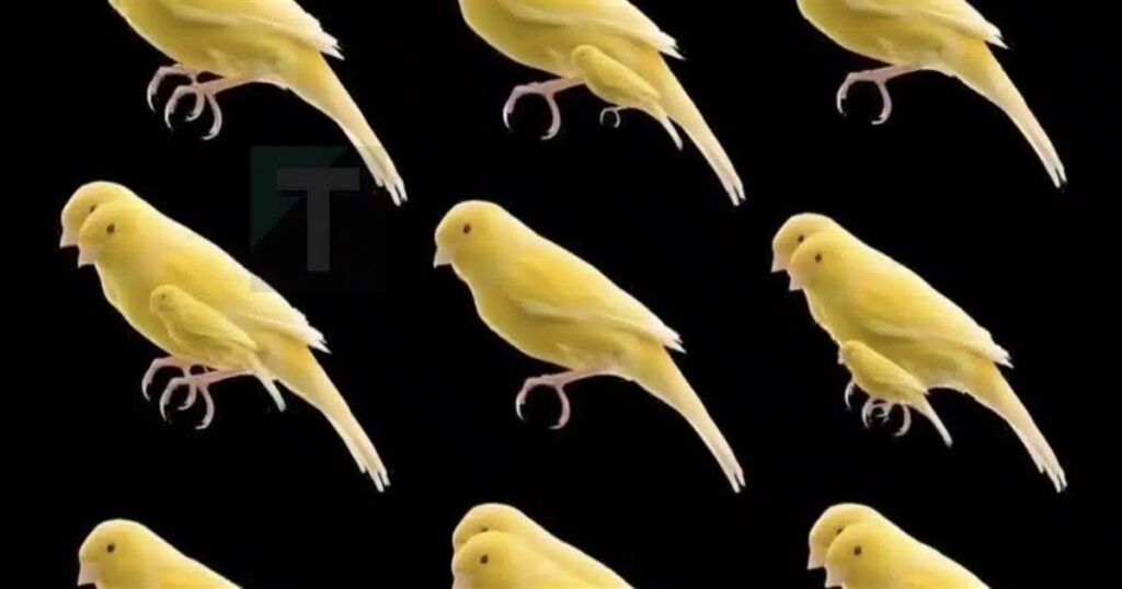 Πόσα πουλιά υπάρχουν σε αυτή την φωτογραφία;