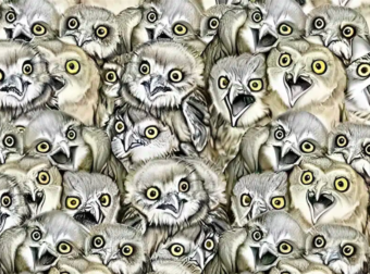 Βρες τη γάτα ανάμεσα στις κουκουβάγιες: Το τεστ παρατηρητικότητας που λίγοι λύνουν