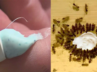 Το μυστικό με την οδοντόκρεμα για να εξαφανίσετε κατσαρίδες και μυρμήγκια μια για πάντα