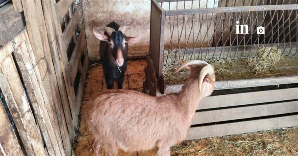 Απίστευτα πράγματα στους Αμπελόκηπους: Είχε στην ταράτσα του… 31 κοτόπουλα και 10 πτηνά, 10 κατσίκες και 3 ερίφια