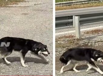 Σκυλάκι περιμένει τις τελευταίες 5 ημέρες έξω από εκκλησία να επιστρέψει αυτός που το παράτησε (video)