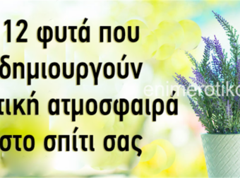 Τα συστήνουν όλοι οι Ειδικοί του Φενγκ Σούι: Τα Λουλούδια που που φέρνουν Καλή Τύχη και Θετική Ενέργεια στο Σπίτι σας