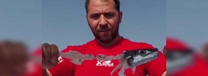 Λαγοκέφαλοι: Το απίστευτο πείραμα Έλληνα ψαρά που κατέγραψε εικόνες κανιβαλισμού (video)