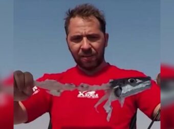 Λαγοκέφαλοι: Το απίστευτο πείραμα Έλληνα ψαρά που κατέγραψε εικόνες κανιβαλισμού (video)