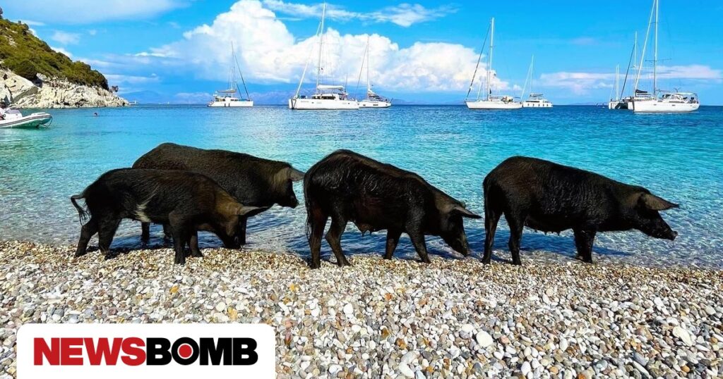 Καταγγελία ότι τραυματίστηκαν αγριόχοιροι από προπέλες σκαφών στον Άτοκο