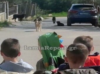 Αγανάκτηση για τα αδέσποτα έξω από νηπιαγωγείο στη Λαμία – Στο νοσοκομείο μητέρα από επίθεση σκύλου